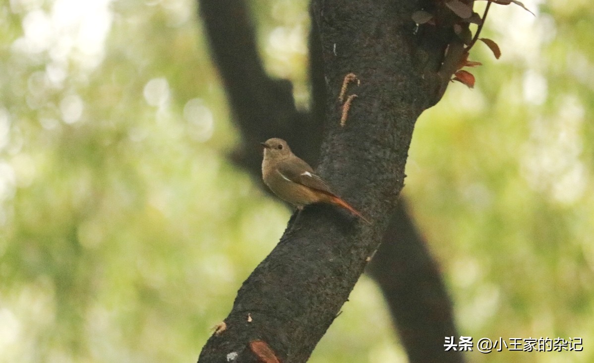 国际爱鸟日天桥岭,国际爱鸟日