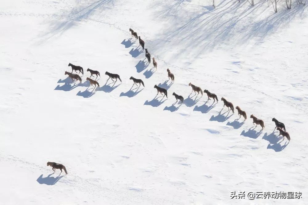 必备的马术知识,马术能不能速成
