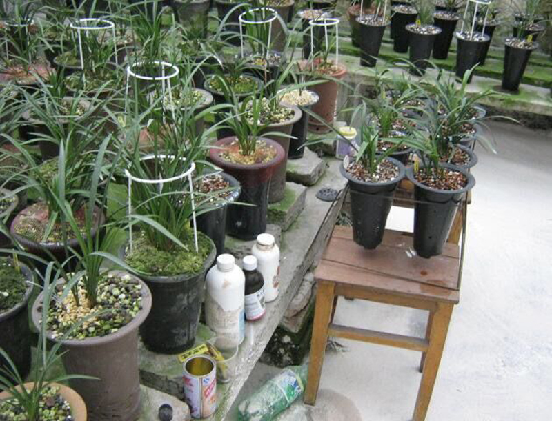 给兰花消毒我是这样做的,有化学和物理消毒2种,细分了几种方法