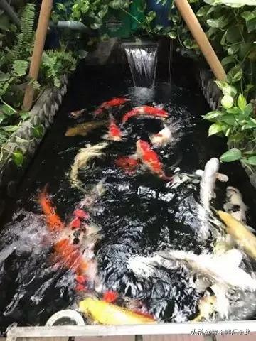 治疗锦鲤鱼病鱼药大全,锦鲤疑难杂症的治疗