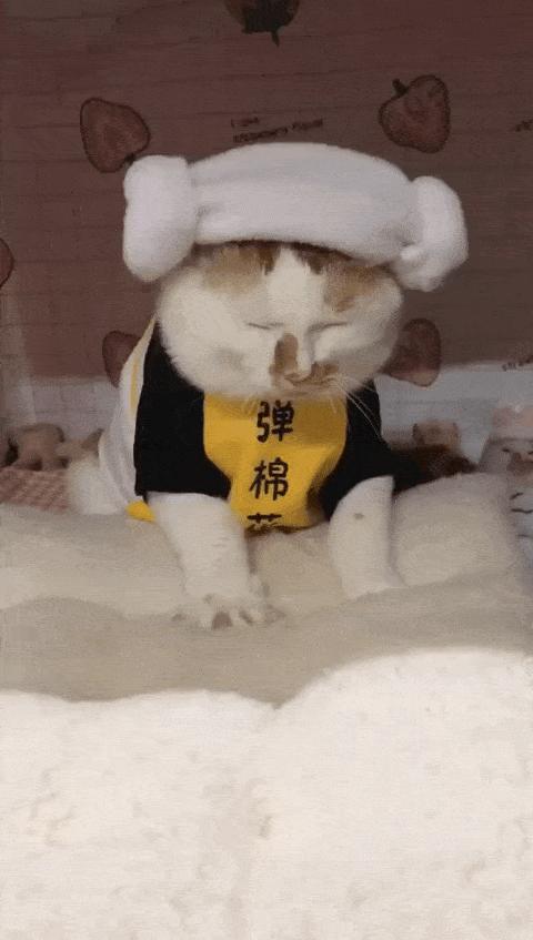 可可爱爱的猫狗,可可爱爱的流浪猫咪