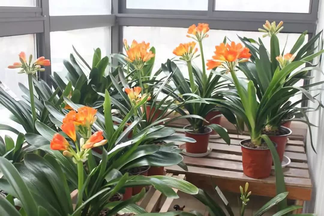 适合邻居养的十种花,养这7种花大人小孩都能养好