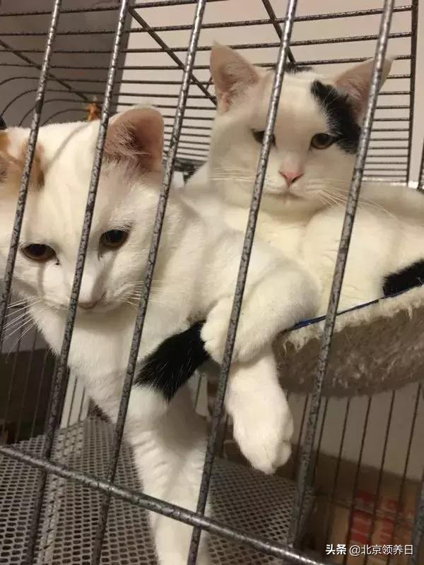 喵星人第二季,喵星人第2季免费观看