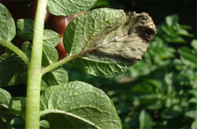 马铃薯怎样种植能高产,马铃薯种植技术小视频
