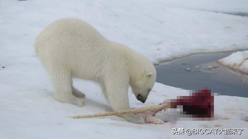 山西野生豹子咬死羊,牛犊被一大型野生动物咬死后续