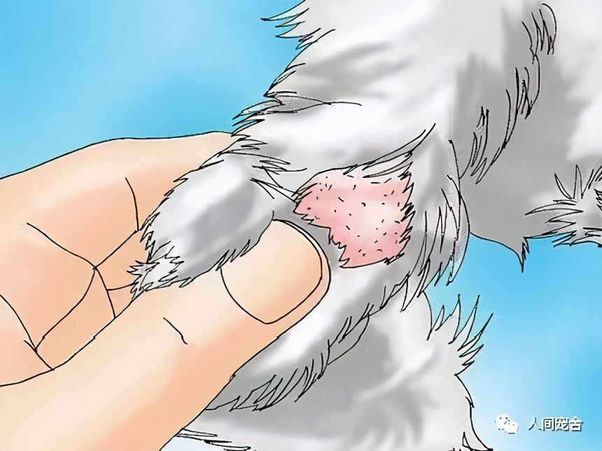 狗狗疥螨和疥癣的区别,判断狗狗得疥螨最简单的方法