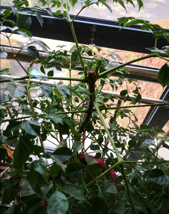 幸福树卷叶是什么原因引起的,幸福树生虫怎么解决