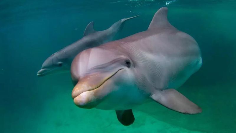 海豚为什么会亲吻人类,海豚向人类示好