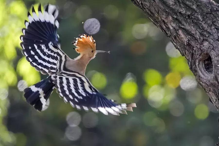秦皇岛候鸟观赏地,秦皇岛初冬鸟类