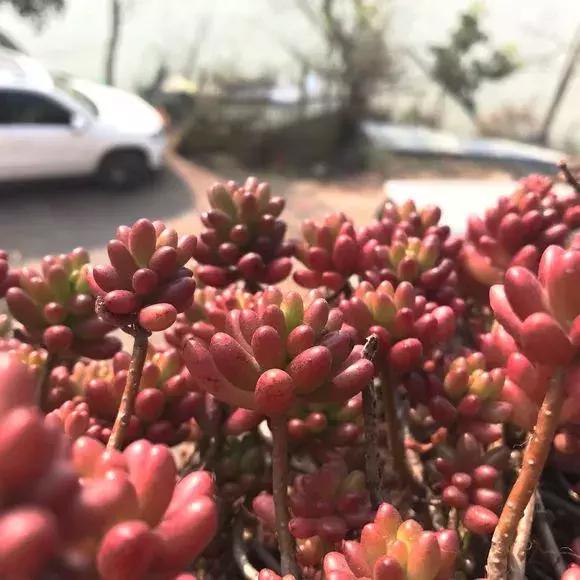 多肉虹之玉开花,多肉虹之玉长白霜