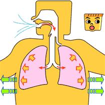 腹式呼吸锻炼身体,腹式呼吸能锻炼腰腹力量