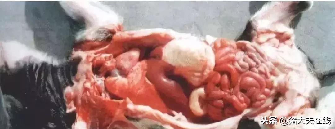 100多斤育肥猪腹泻的治疗方法,猪腹泻原因及防控思路图