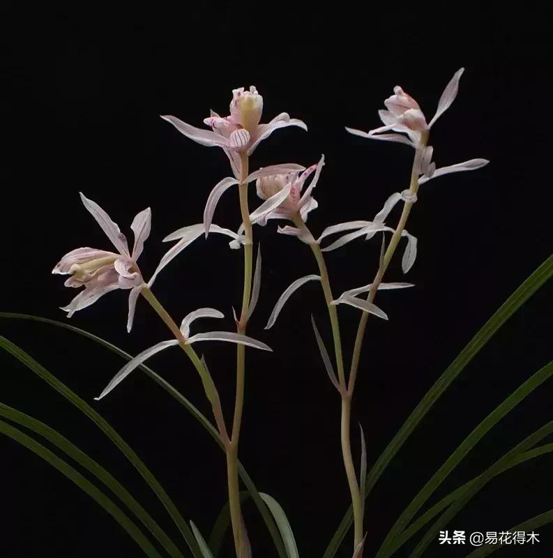 兰花春兰四大名品,兰花十大名品是哪些