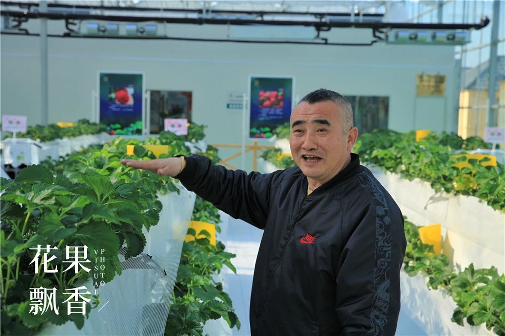 四川种植草莓的成本及利润,一亩大棚草莓的真实利润