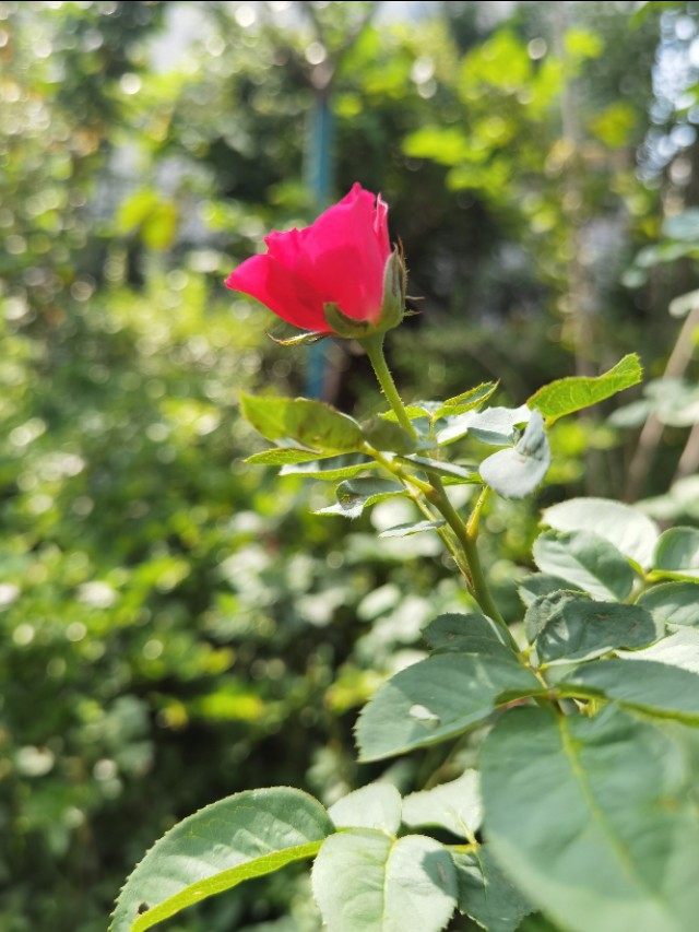 新高一家长需要了解什么,高一父母应该怎么做