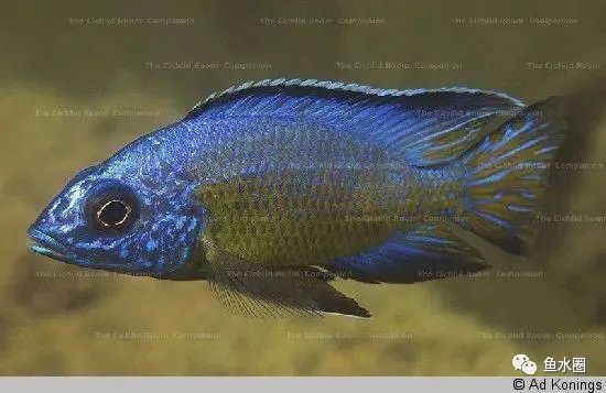 三湖慈鲷马鲷孔雀珍珠系能长多大,三湖慈鲷之孔雀