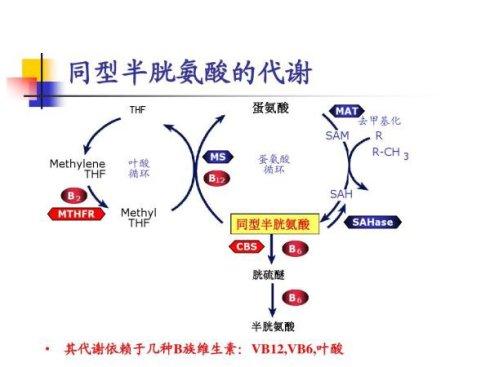 单纯同型半胱氨酸升高是否要治疗,同型半胱氨酸28.2有什么危害