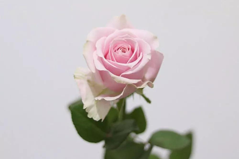 一篇文章带你认识三亚40种花,鲜花图鉴一次性认识30种玫瑰花