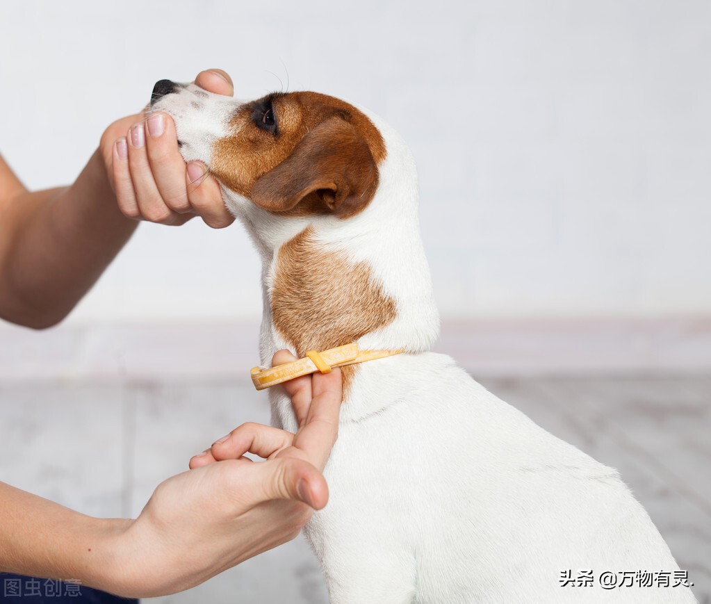 9个方法除掉狗狗身上的跳蚤