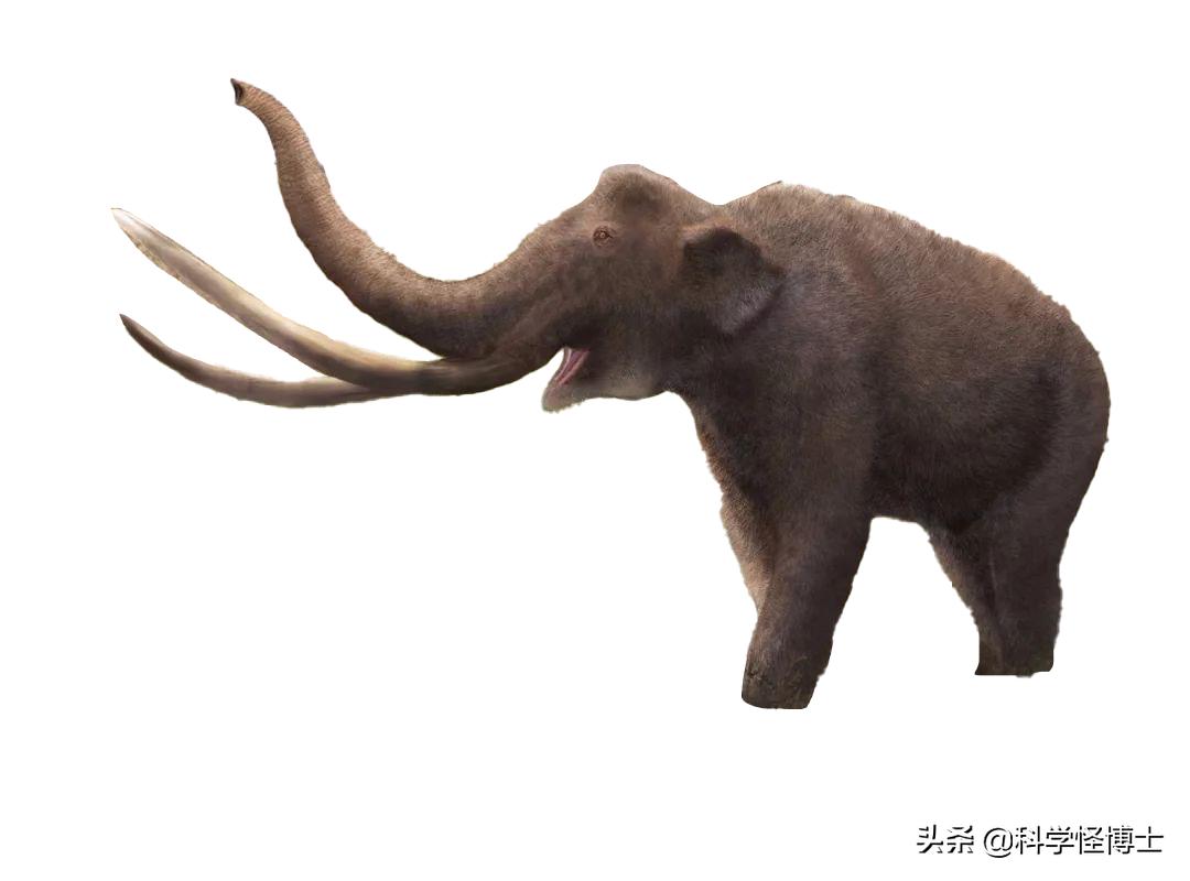 为什么猛犸象灭绝而大象没有,大象在历史上存活了多久