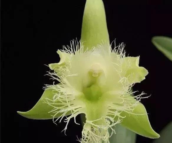 五种最具欣赏价值的兰花,欣赏史上最全的兰花