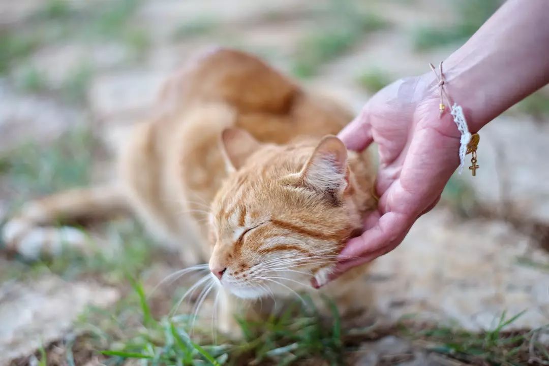 如何让猫咪喜欢上自己,可以让猫咪越来越喜欢你的秘诀