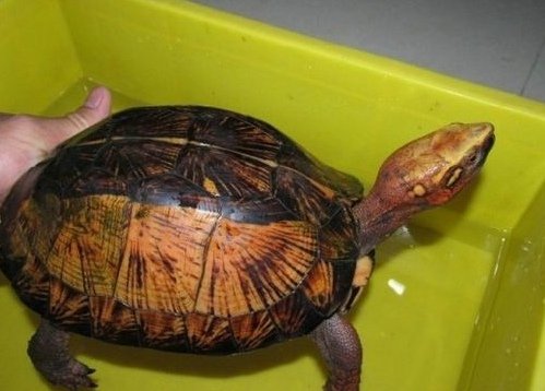 匠志萌宠乐园教学,匠志萌宠