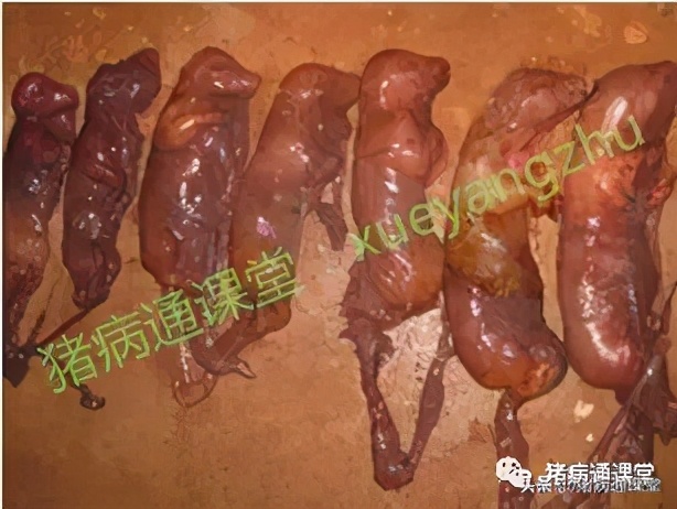 母猪流产的原因和治疗方法,引起母猪流产的罪魁祸首详细分析