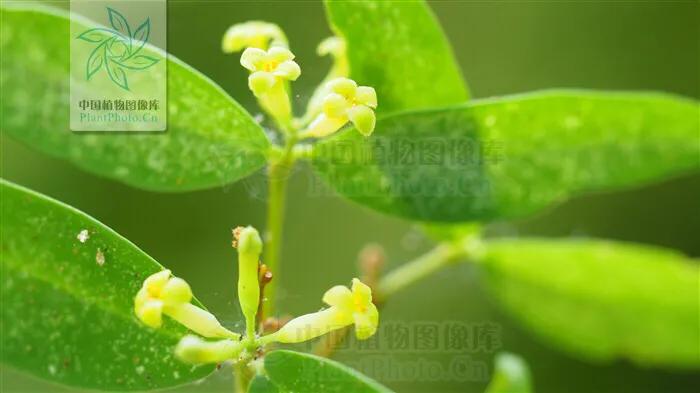 濒危乌木,濒危木种有哪些