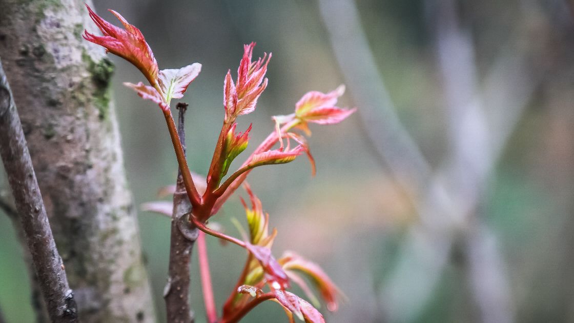 香椿唤起淡淡的乡愁,一口春天一口鲜香椿