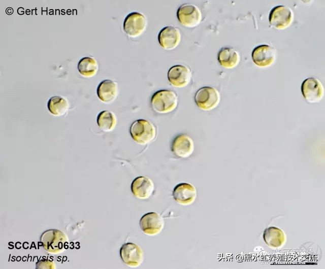 100种水产藻类,水产藻类图谱及名称