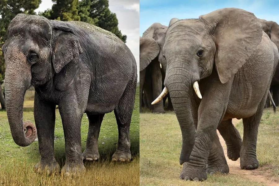 小学问|集合啦!麦粒鸟教你搞对「象」啦!