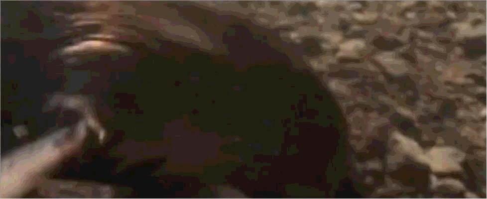 刚生出来的鸭嘴兽是什么样的,鸭嘴兽为什么是未进化的哺乳动物