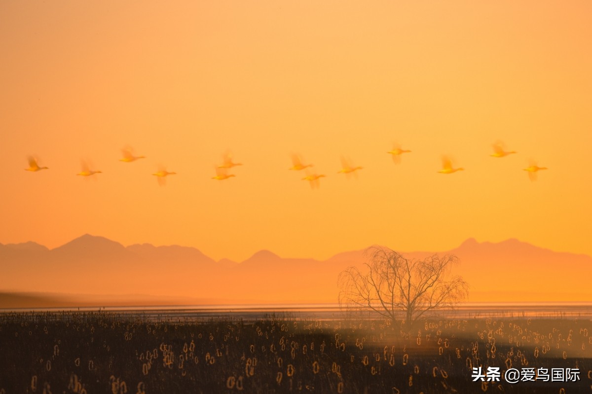 2020观鸟大年,观鸟大年完整版
