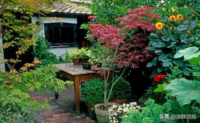 中式庭院藤类植物,枫树和紫藤