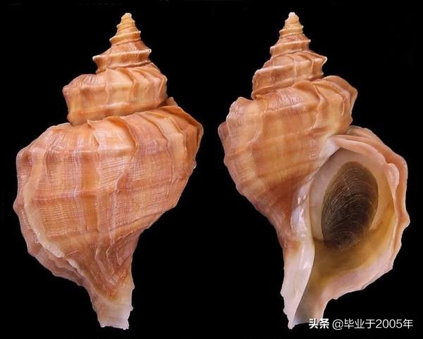 大连鱼市海鲜贝类品种,大连贝类海鲜图片大全