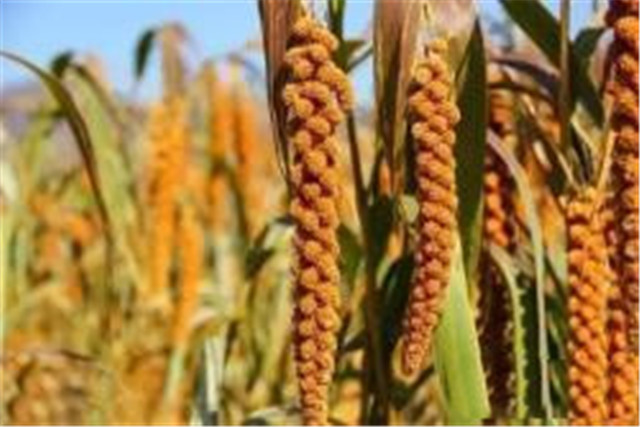 绿色食品谷子栽培技术,当地谷子栽培技术要点是什么