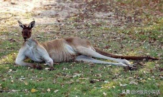 5年不交配，雌蛇生下19条小蛇，动物的交配冷知识你知道吗？