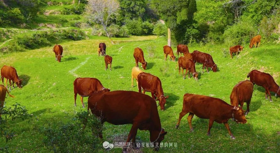 甘肃平凉崇信县有啥美食,平凉崇信美食排行榜