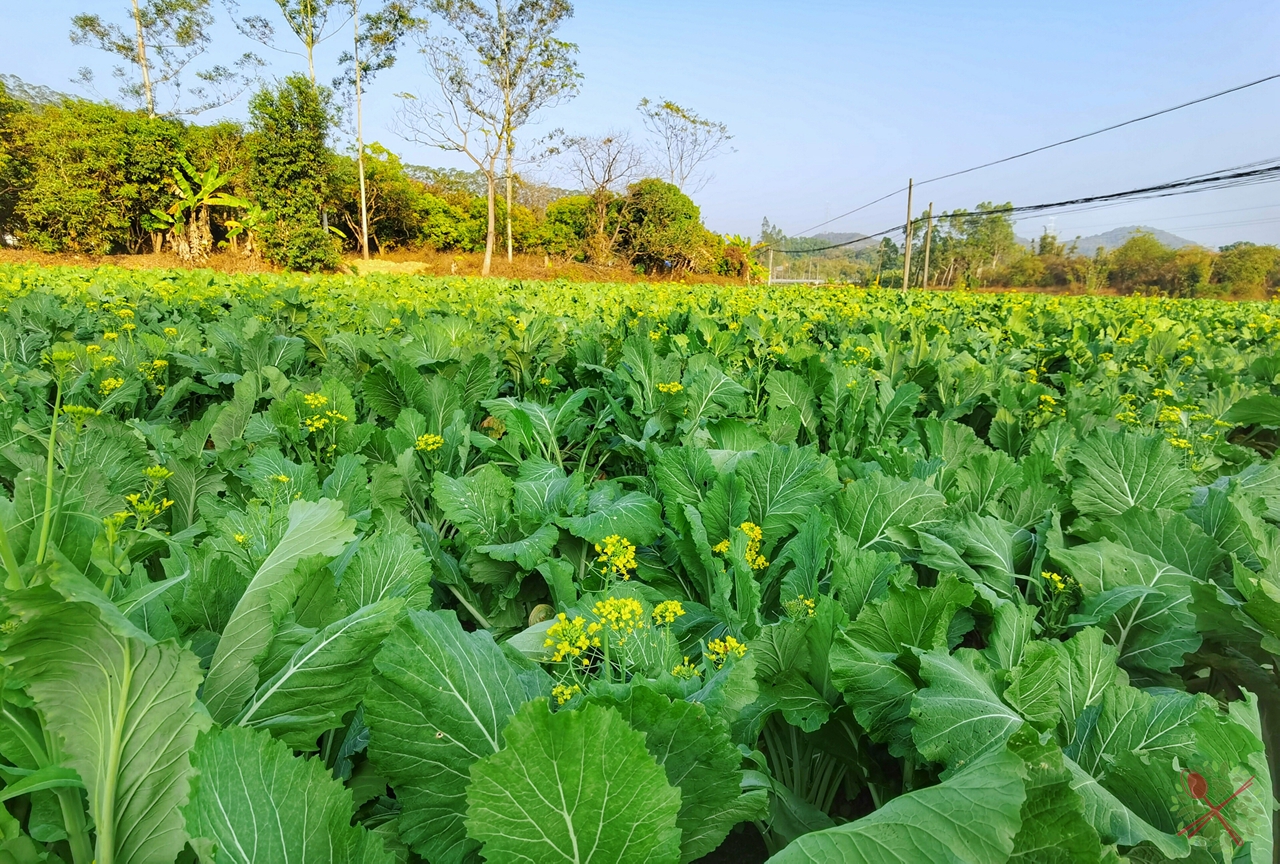 广州簕杜鹃瀑布,广州附近的高山瀑布
