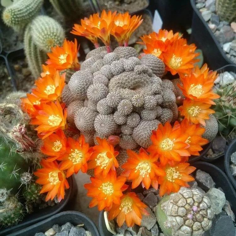 148个仙人球品种大全,100个仙人球品种