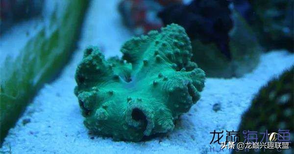 看完别笑,都陪我哭!新人下海开缸的血泪史