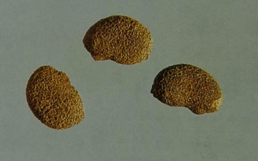 补骨脂可以补骨头吗,补骨脂成骨