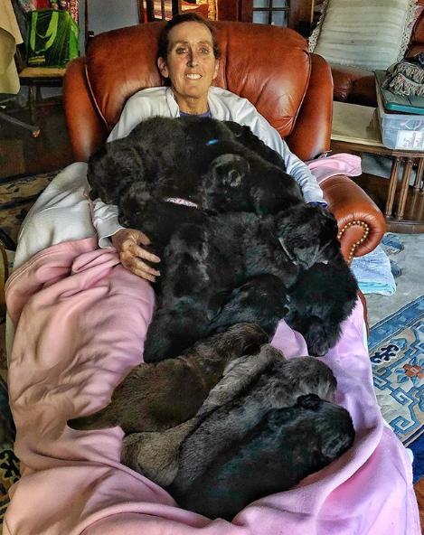 国外狗妈妈，养了9只暖心纽芬兰犬，这样的生活太“疯狂”