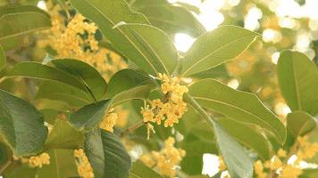 几块钱的香水味好物,桂花味道的香水最好的
