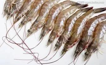 请问虾是发物吗,海水虾与淡水虾都属于发物吗