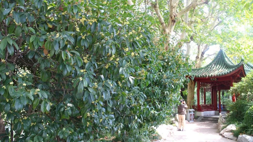 「乐活」寻找秋天的香气,这份赏桂地图请收好~