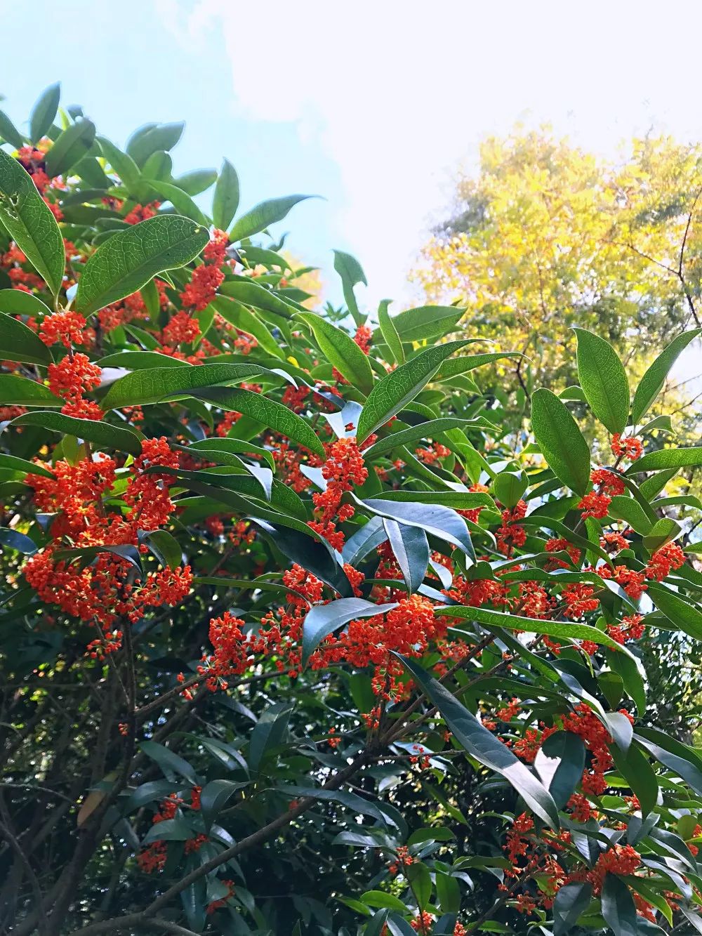 「乐活」寻找秋天的香气,这份赏桂地图请收好~