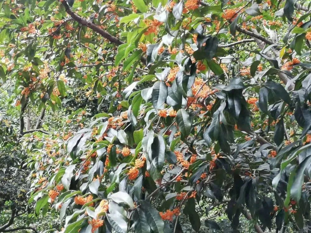 「乐活」寻找秋天的香气,这份赏桂地图请收好~