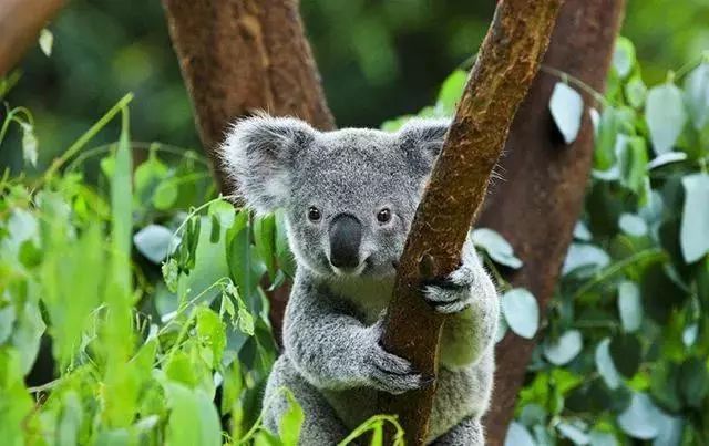 咽炎、干咳救命药！澳洲人的“肺部清道夫”！每天1片，堪比万元洗肺！再也不怕雾霾二手烟了